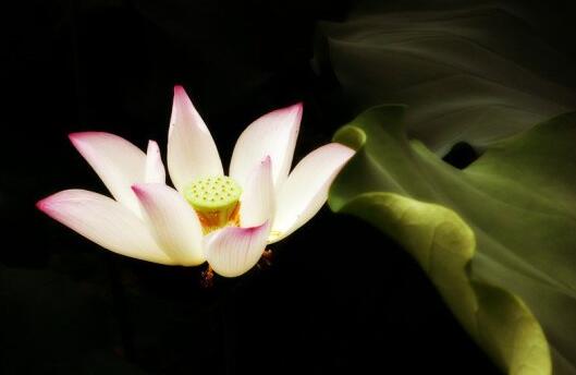 生死幻滅無自性
