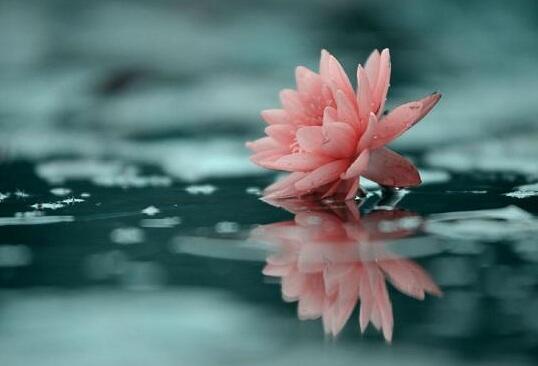 蓮花.jpg